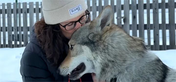 Nazgul the Olympic-crashing wolfdog had just broken out of his house for the first time