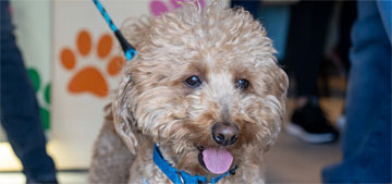 JetBlue, the goldendoodle abandoned at Las Vegas airport, got adopted