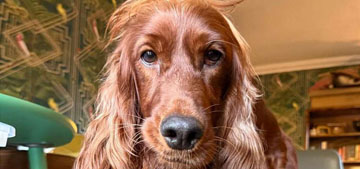 Irish setter gives birth to a record 17 puppies in one litter