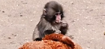Zoo responds to concerns Punch the monkey is bullied, claims it’s not like ‘human abuses’