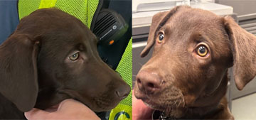 Man who left Labrador puppy at the airport in Pittsburgh will face charges