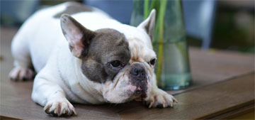 PETA loses lawsuit against AKC over unhealthy standards for French bulldogs, other breeds