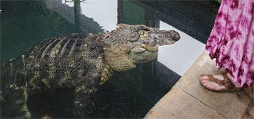 New York man gives up fight to reclaim his pet alligator of 34 years