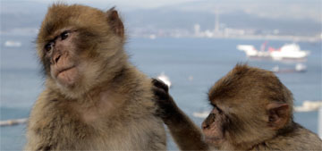 Monkeys on the Rock of Gibraltar eat mud to treat indigestion from junk food