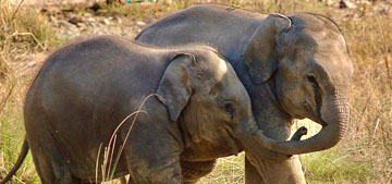 Millionaire big game trophy hunter trampled to death by elephants