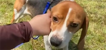 Rescued beagles play on grass for first time, will be rehomed with veterans