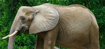 Happy, the first recorded self-aware elephant, passes away aged 55 at Bronx Zoo