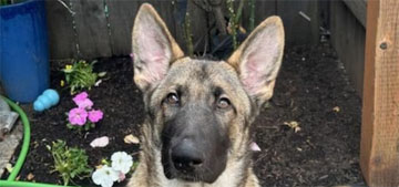 Oregon animal rescue sues dog food company after five of their dogs develop rickets