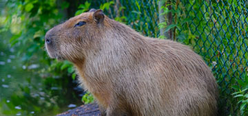 A capybara that escaped from a zoo in England three months ago is still at large