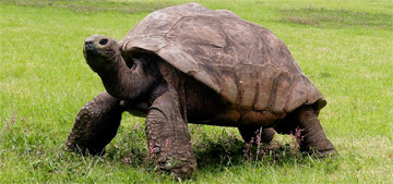 194-year-old giant tortoise, Jonathan, honored with Guinness ICON award