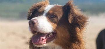 When is it too hot to walk your dog & how can you make them comfortable?