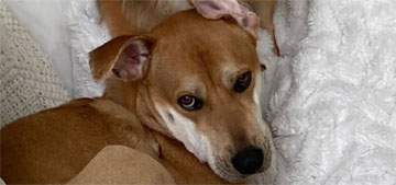 Miami Marlins track down dog from viral video, will give him a VIP day at the ball park