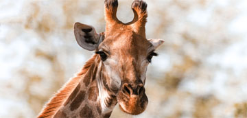 Gracie the Giraffe found ‘fat and happy’ after two weeks on the lam in Texas
