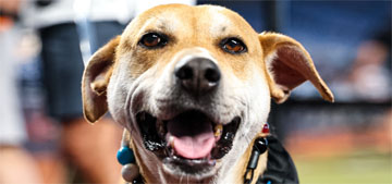 Jonah the dog has his day out with the Marlins after viral hot dog moment