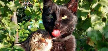 New study shows the science behind why cats groom each other