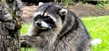 Seattle honors their viral raccoon by declaring ‘Jimothy Summer’