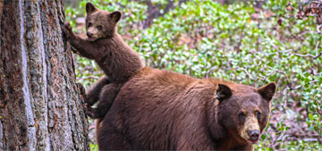 There’s a surge in bear sightings across the US this July