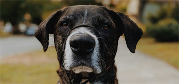 Is it OK to put your dog’s poop bag in a neighbor’s trash can?