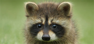 Tennessee makes it easier and free to adopt raccoons as pets