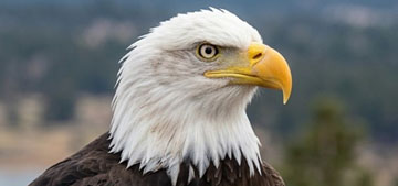 Jackie the eagle passes away at 14, is survived by longtime partner Shadow