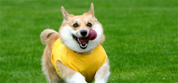 150 corgis from eight countries compete in international race in Lithuania