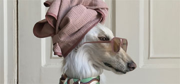 Afghan hound in the city Instagram star Samantha gets a profile in Dogue