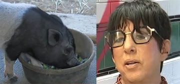 Diane Warren adopts viral runaway pig Wilbur: I lose Oscars but I won a pig