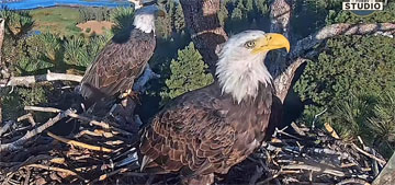 Shadow the bald eagle has a new companion after losing Jackie