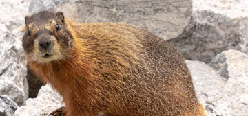 Marmots are stealing shoes, destroying cars and terrorizing hikers in California