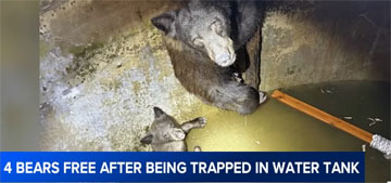 Mother bear and three cubs rescued from California water tank