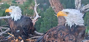 Experts: Shadow the eagle is annoyed with new mate after moving on too quickly