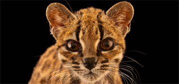 New species of cat discovered for the first time in 100 years