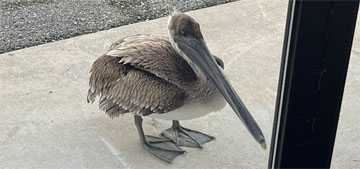 Pelican caught in fishing wire knocked on the door of NOAA for help