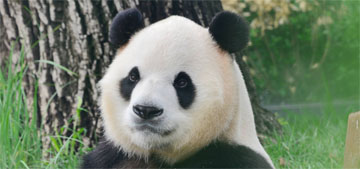 Two giant pandas from China arrive at the Atlanta zoo