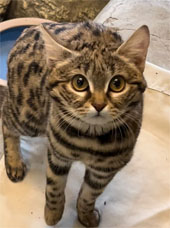 Black-Footed cat via Utah zoo Instagram