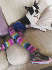 Frenchie in rainbow tights
